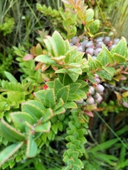 Vaccinium floribundum