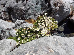 Celmisia bellidioides