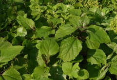 Clerodendrum bungei