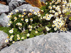 Celmisia bellidioides