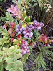 Vaccinium floribundum