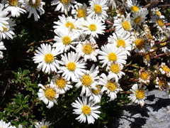 Celmisia bellidioides