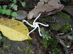 Anodendron benthamianum
