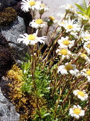 Celmisia bellidioides