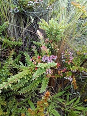 Vaccinium floribundum