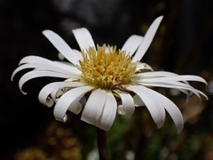 Celmisia bellidioides
