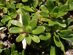 Celmisia bellidioides