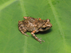 Eleutherodactylus erendirae