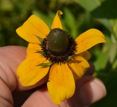 Rudbeckia amplexicaulis