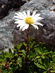 Celmisia bellidioides