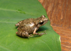 Eleutherodactylus erendirae