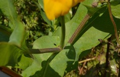 Rudbeckia amplexicaulis