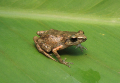 Eleutherodactylus erendirae