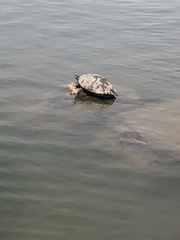 Trachemys scripta