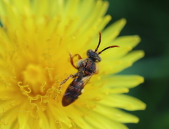 Nomada denticulata