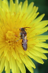 Nomada denticulata