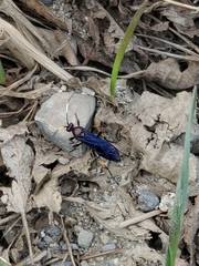 Ichneumon centrator