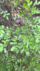 Sophoreae