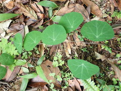Stephania cephalantha