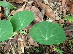 Stephania cephalantha