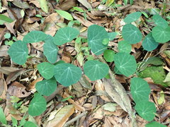 Stephania cephalantha