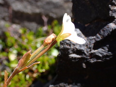 Epilobium chlorifolium