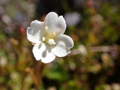Epilobium chlorifolium