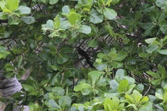 Urodynamis taitensis