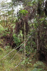 Delissea argutidentata