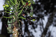 Delissea argutidentata