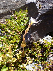 Epilobium chlorifolium