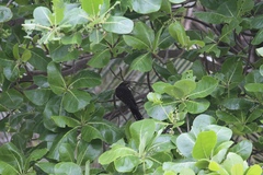 Urodynamis taitensis