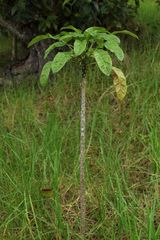 Delissea argutidentata