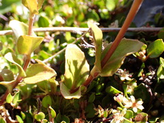 Epilobium chlorifolium