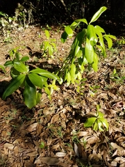Myrsine cubana