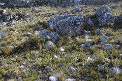 Liparia splendens splendens