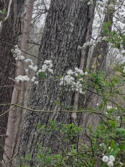 Gypsophila paniculata