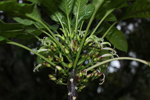 Delissea argutidentata