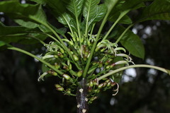 Delissea argutidentata