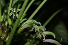 Delissea argutidentata