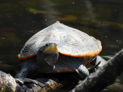 Malaclemys terrapin macrospilota