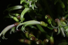 Delissea argutidentata