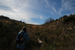 Pseudopentameris macrantha