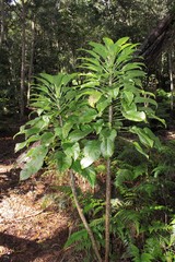 Delissea kauaiensis