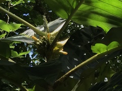 Pentagonia donnell-smithii