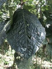 Pentagonia donnell-smithii