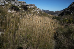 Pseudopentameris macrantha