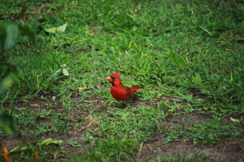 Cardinalis cardinalis image