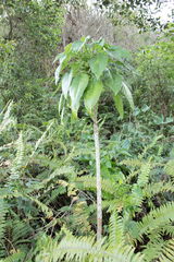 Delissea waianaeensis