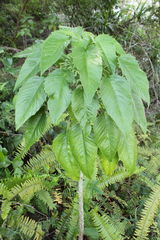 Delissea waianaeensis